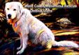 West Coast Maremma Rescue