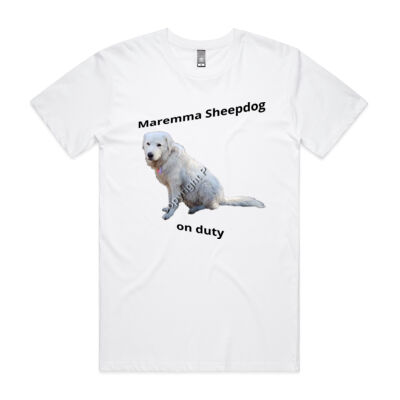 Maremma on duty Thumbnail