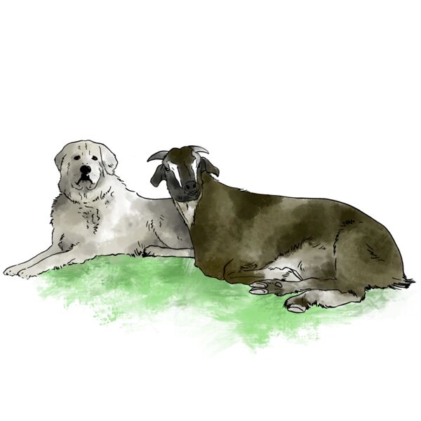 Maremma and goat1 Thumbnail